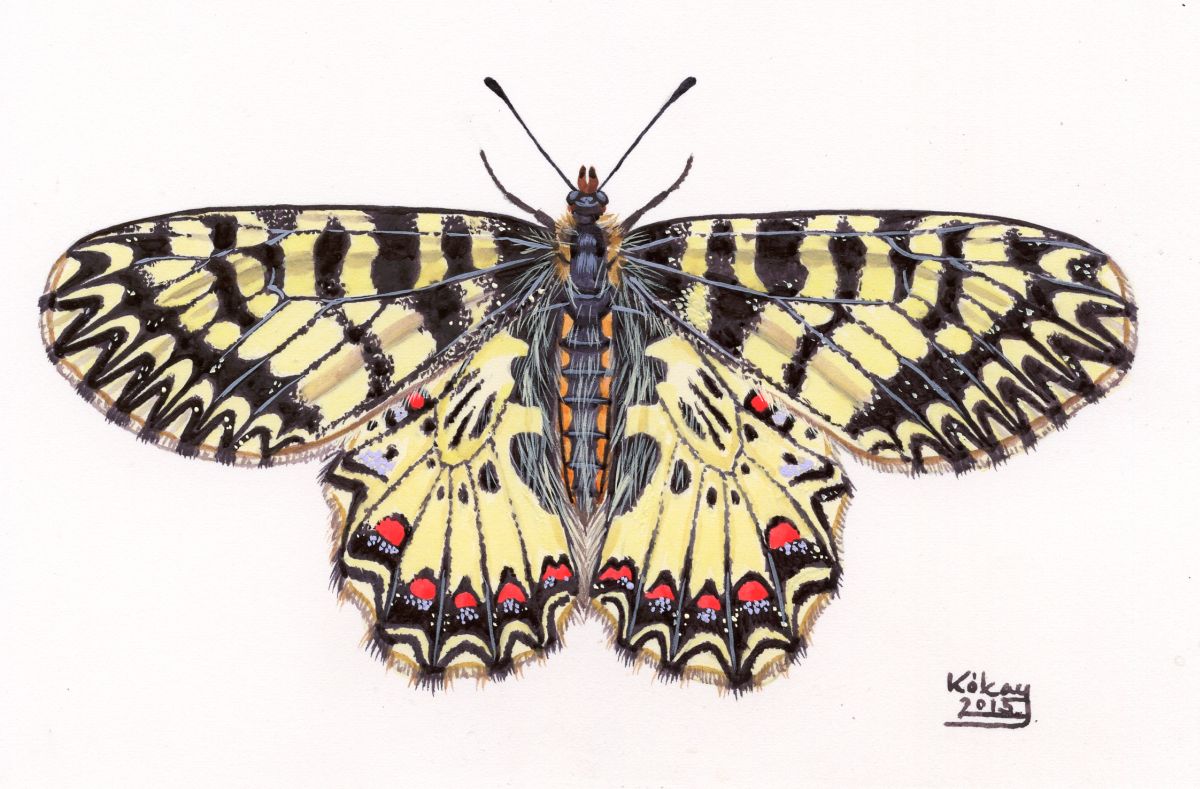 Southern Festoon (Zerynthia polyxena), watercolour and bodycolour on paper