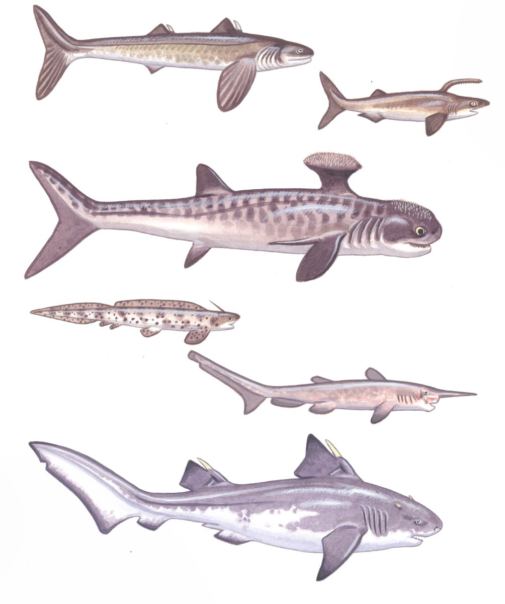 Prehistoric sharks, watercolour and bodycolour on paper